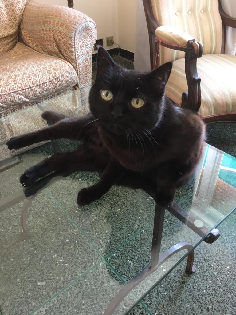 Gatto